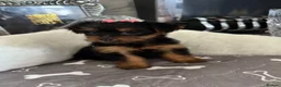 Yorkshire Terrier dogs for sale: Adorable Yorkshire Terrier Puppies 8 girls&1 boy.  - Advert 28