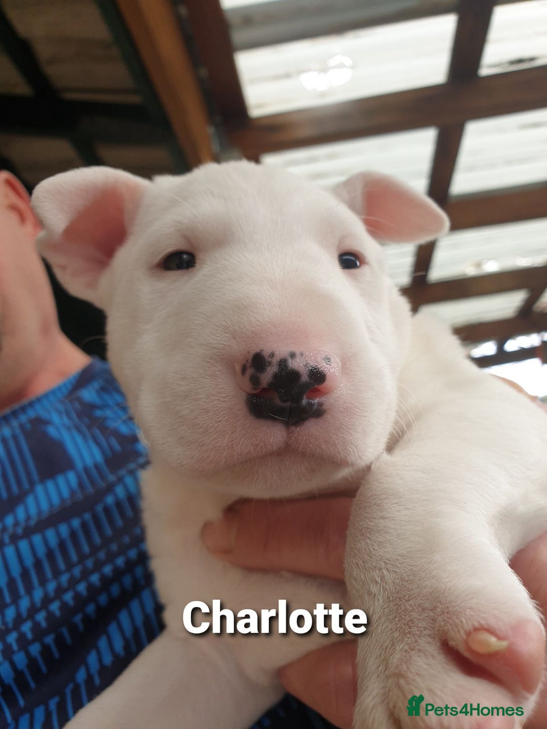 Bull Terrier dogs for sale: ALL-WHITE Bull Terriers - Image 3