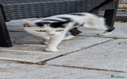 Domestic Shorthair cats for sale: Free to a loving home  - Image 9
