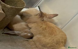 Lionhead rabbits for sale: Male and female lion head - Image 3