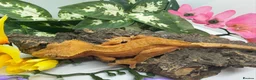 Gecko reptiles for sale: Crested Gecko Collection for sale  - Advert 19