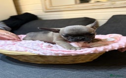French Bulldog dogs for sale: French buldogs - Image 8