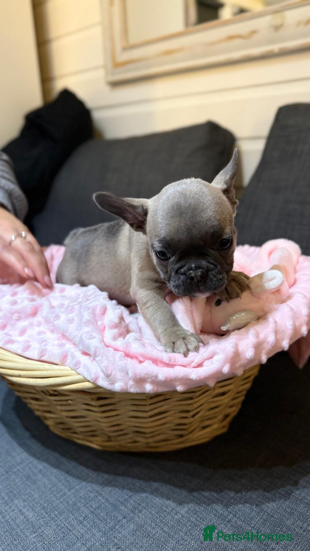 French Bulldog dogs for sale: French buldogs - Image 8