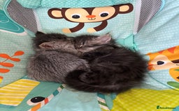Persian cats for sale: Silver black tabby Persian mix kittens  - Image 7