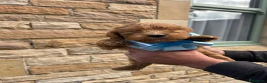 Cockapoo 1