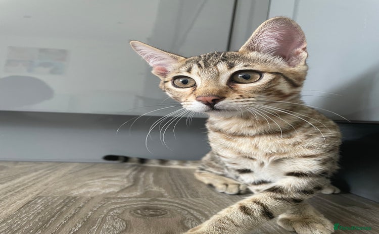 Savannah cats - Advert 1