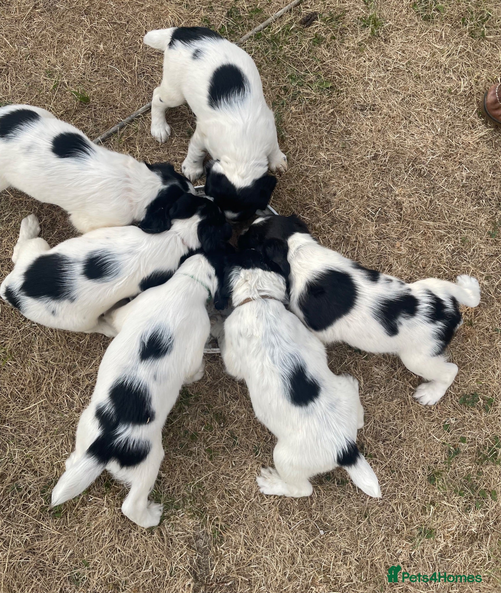 English Springer Spaniel dogs English Springer Spaniel Puppies  - Advert 9