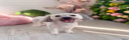 Mixed Breed dogs for sale: 2 bonded males  - Advert 5