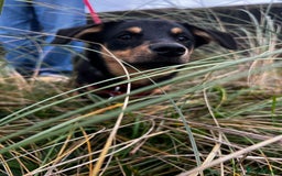 Mixed Breed dogs for adoption: Jackson  - Advert 2