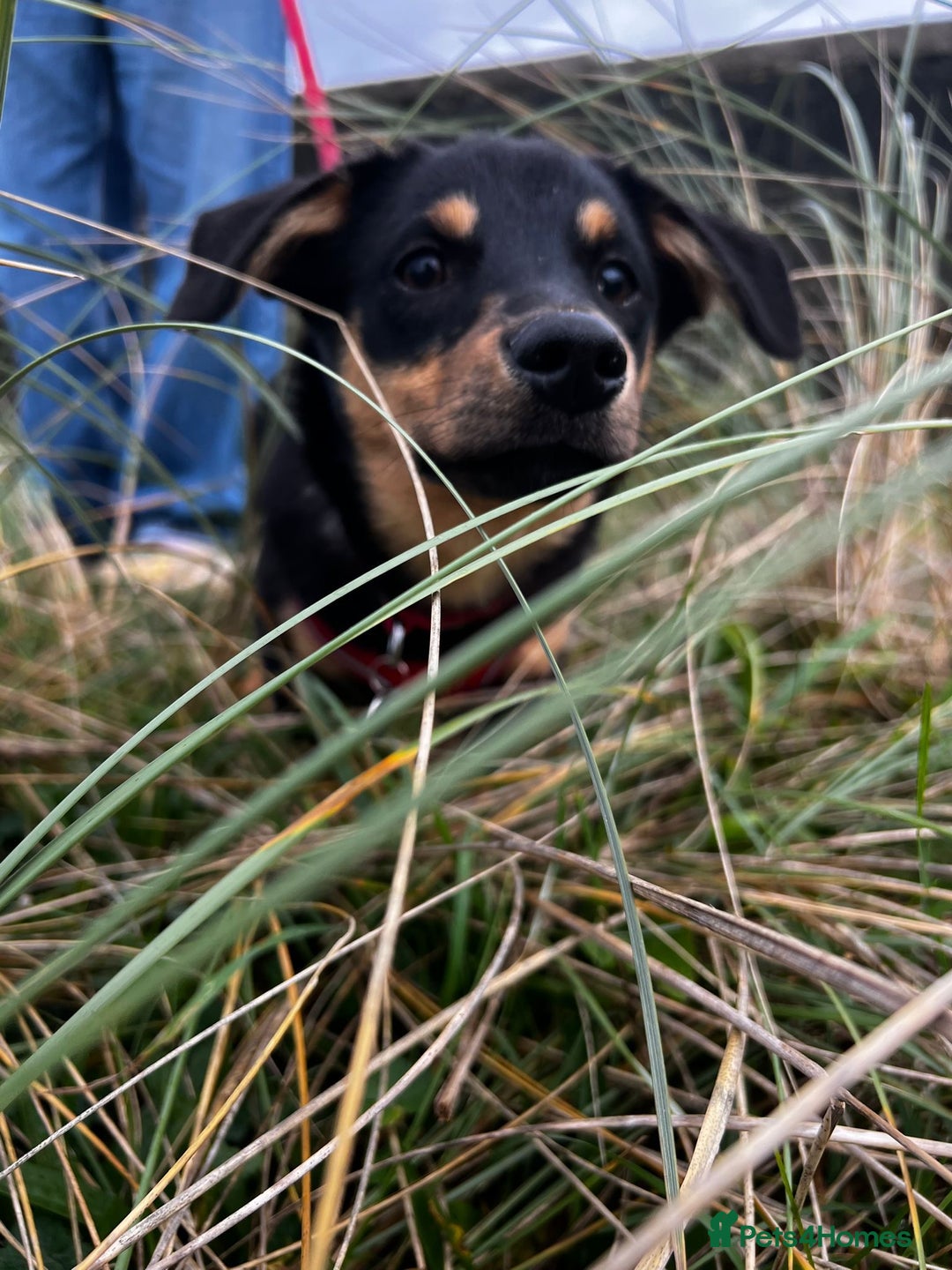 Mixed Breed dogs for adoption: Jackson  - Advert 2