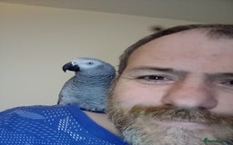 Parrots birds for sale: 5YO African grey male - Image 2
