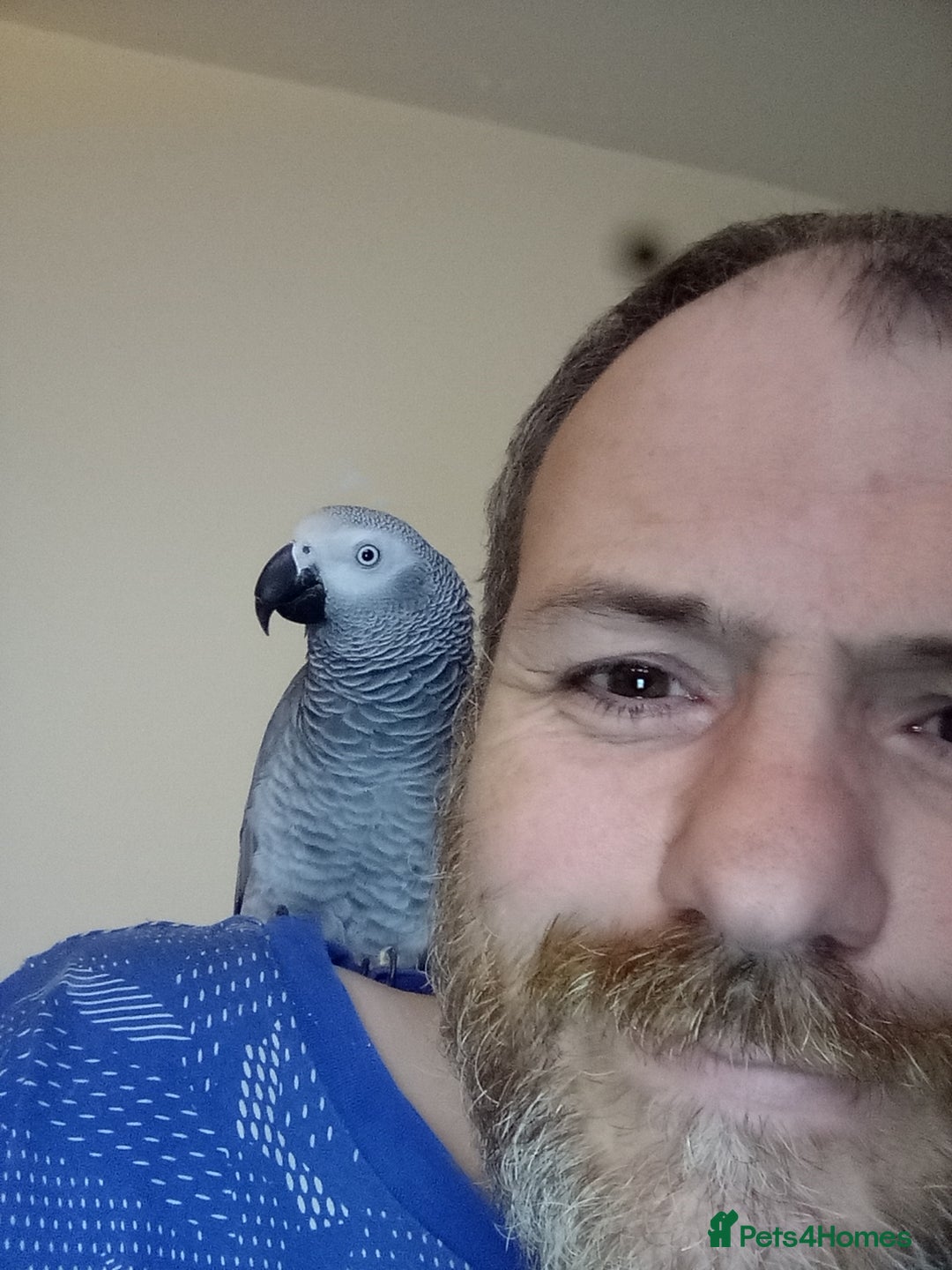 Parrots birds for sale: 5YO African grey male - Image 2