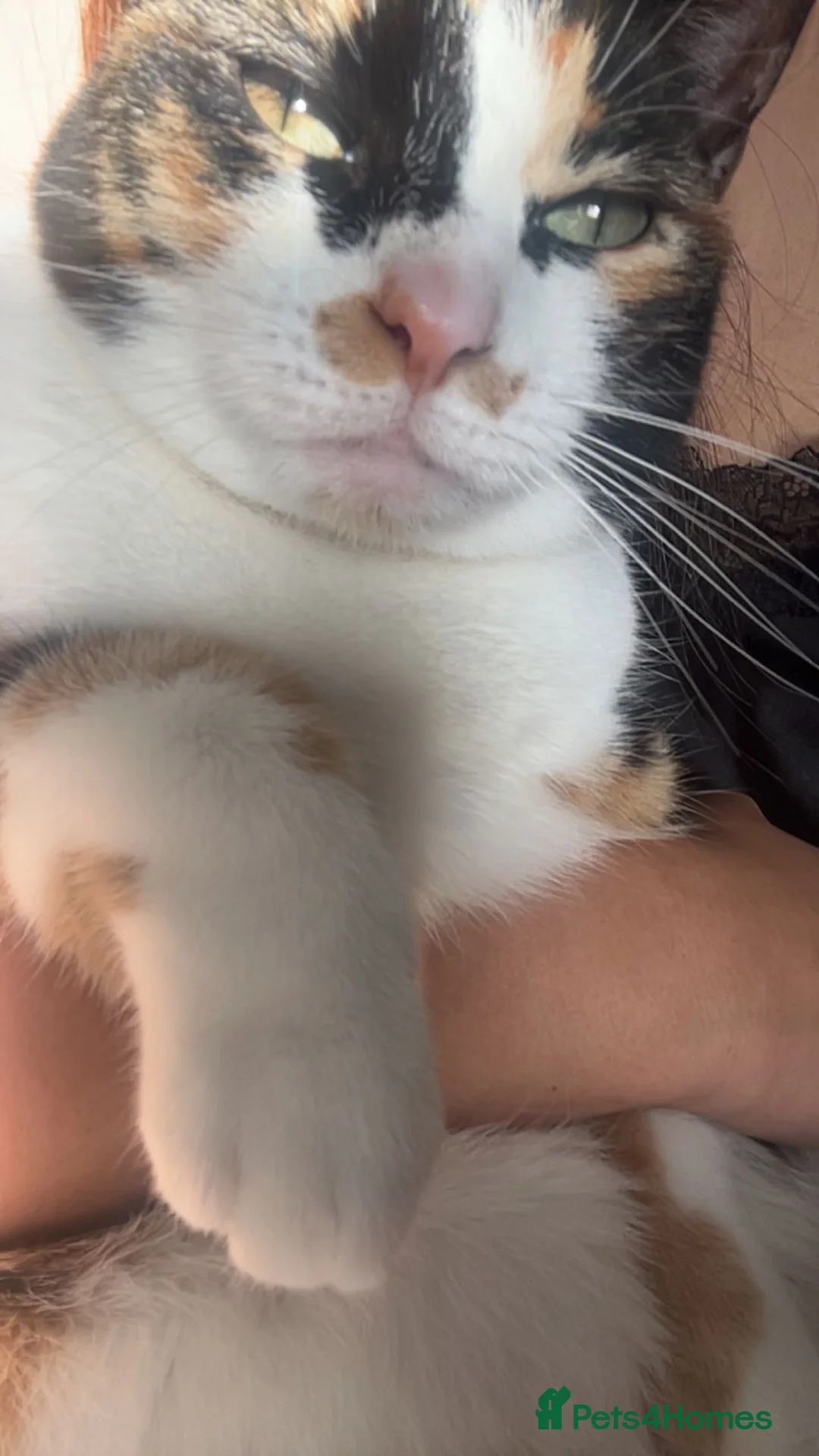 Mixed Breed cats for sale: Calico Cat Female 2 years old in Blackburn - Advert 2