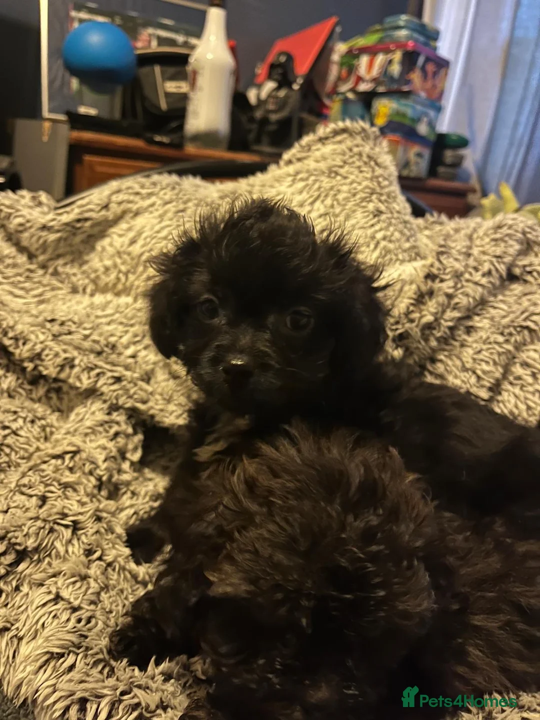 Shihpoo dogs for sale: Adorable shihpoo puppies available  - Advert 5
