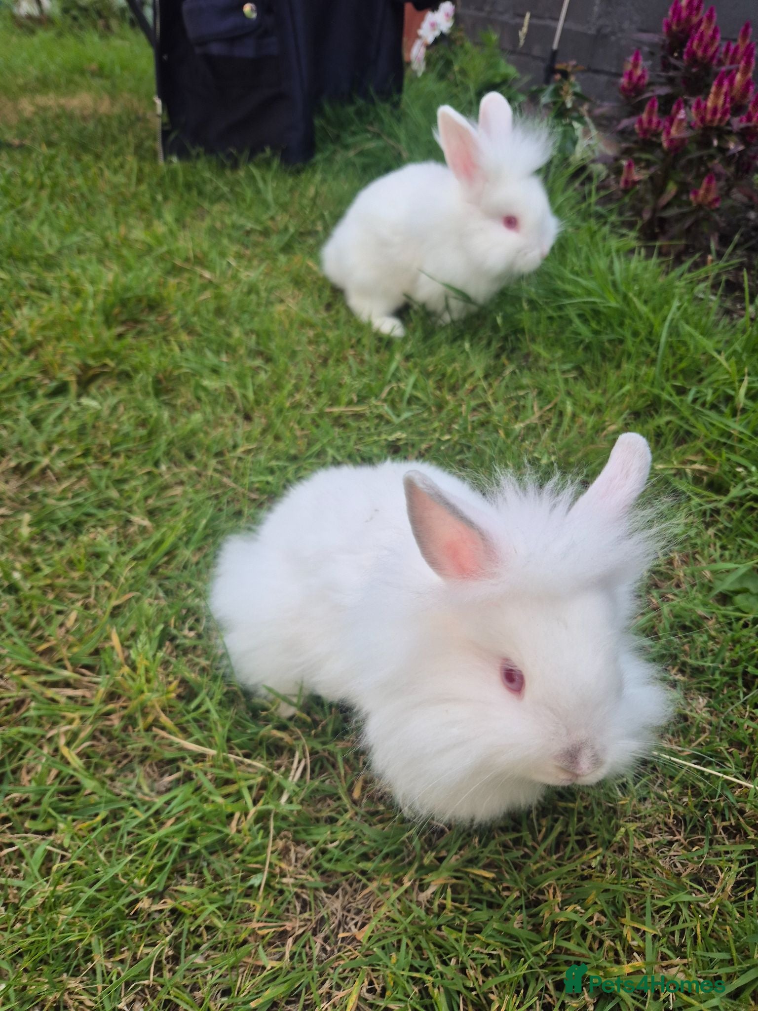 Mixed Breed rabbits One bun left  - Advert 1