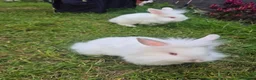 Mixed Breed rabbits for sale: One bun left  - Advert 1