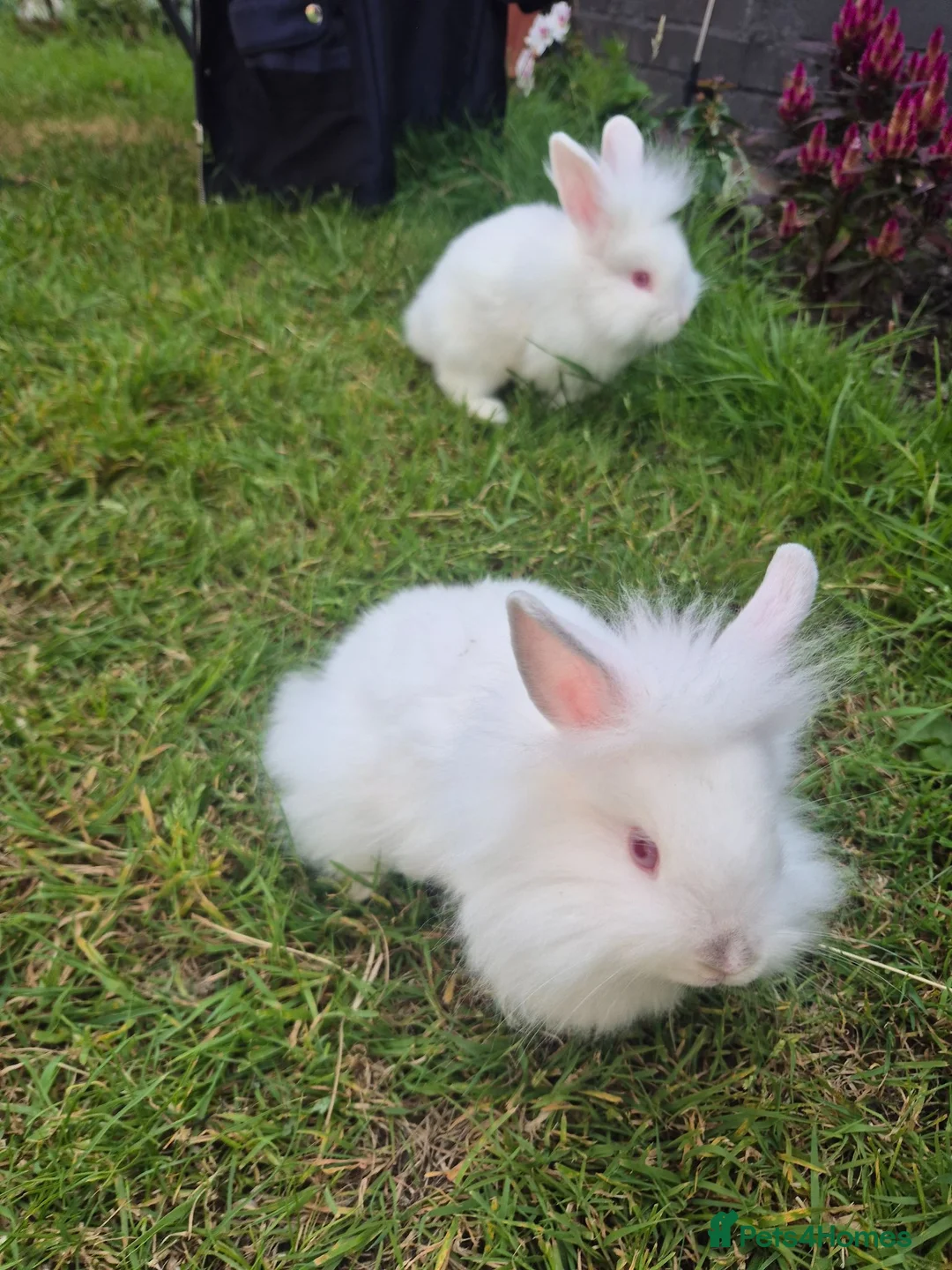 Mixed Breed rabbits for sale: One bun left  - Advert 1