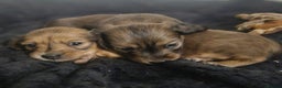 Miniature Dachshund dogs for stud: ee Cream Longhaired Miniature Dachshund for Stud in Helensburgh - Advert 5