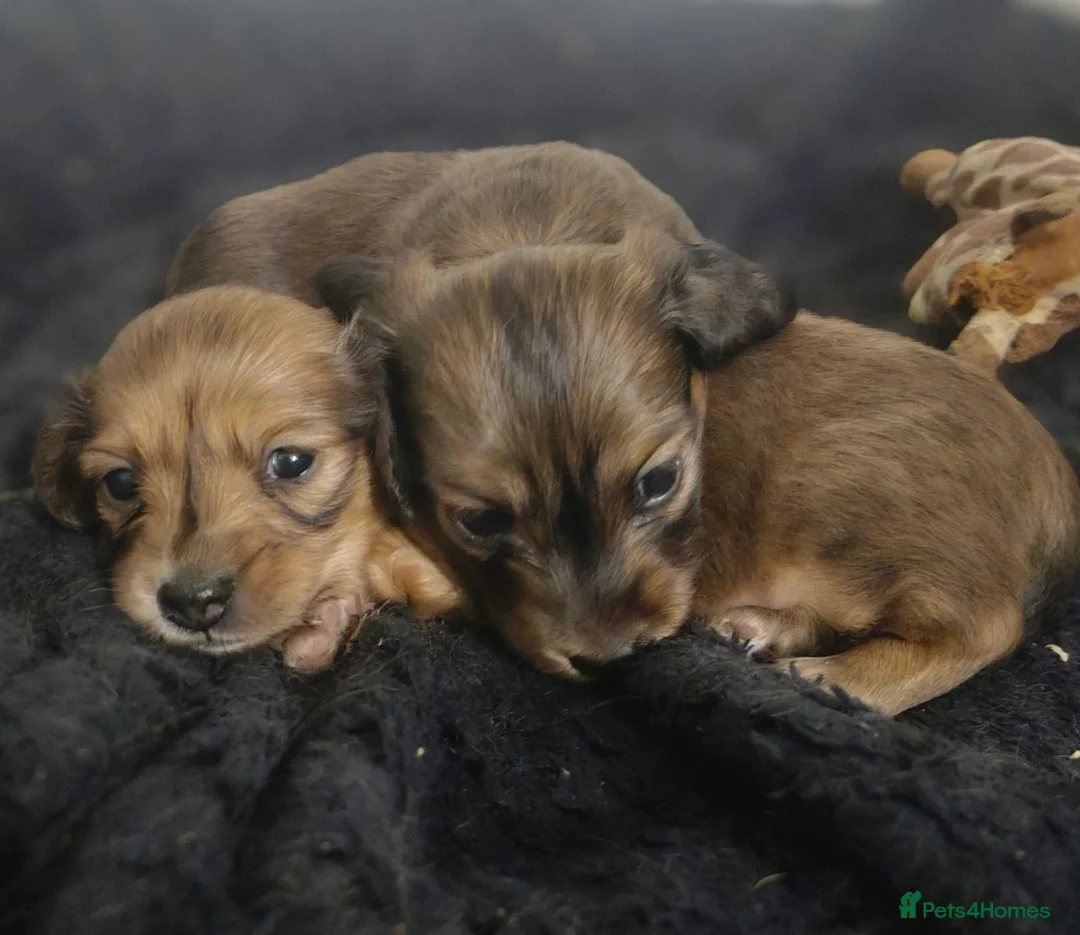 Miniature Dachshund dogs for stud: ee Cream Longhaired Miniature Dachshund for Stud in Helensburgh - Advert 6