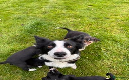 Border Collie dogs for sale: Lovely Border collie pups - ONLY ONE LEFT - Image 26