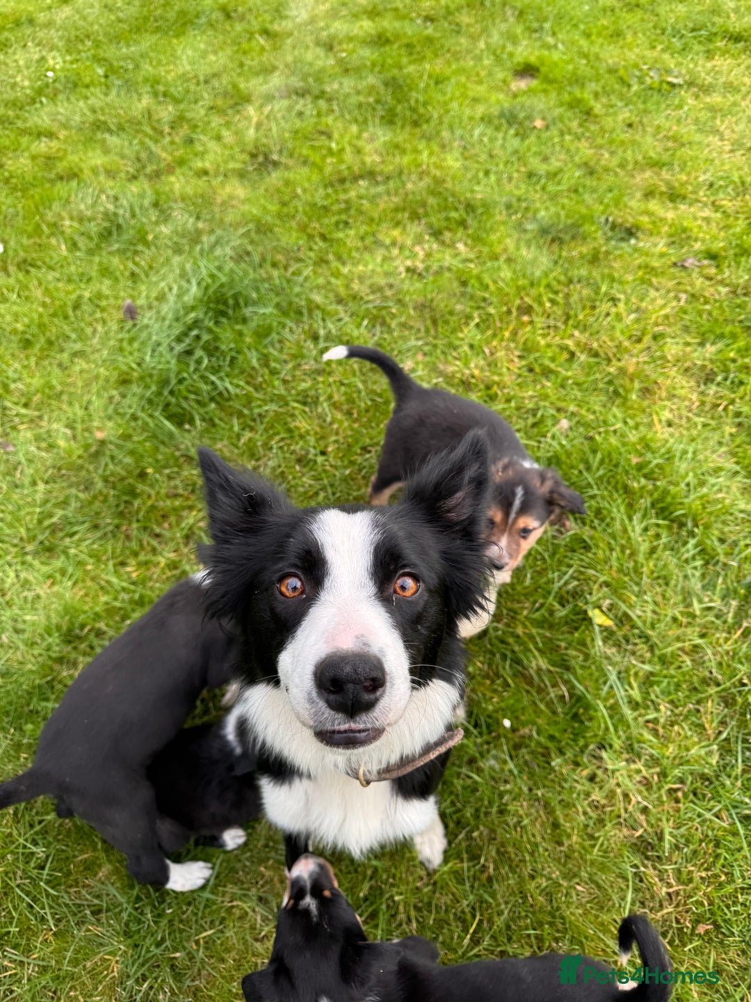 Border Collie dogs for sale: Lovely Border collie pups - ONLY ONE LEFT - Image 26