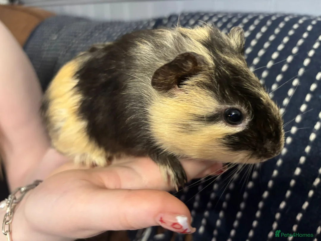 Guinea Pig rodents for sale: Stunning pair of baby boys  - Advert 2