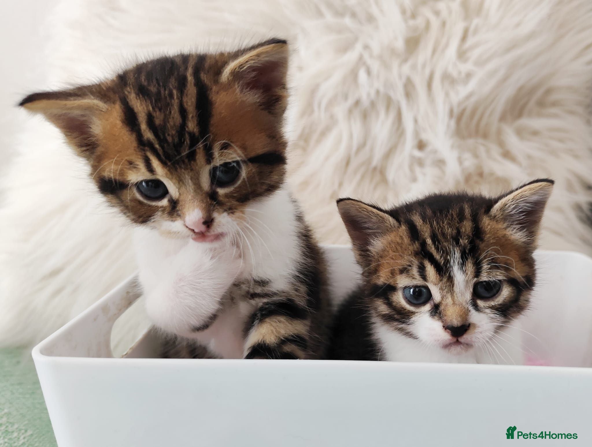 Mixed Breed cats Kitten - Advert 14