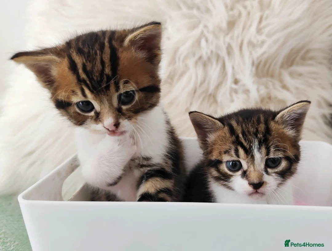 Mixed Breed cats for sale: Kitten in Poole - Advert 1