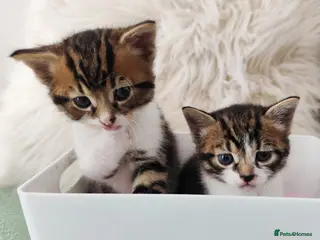 Mixed Breed cats Kitten - Advert 3