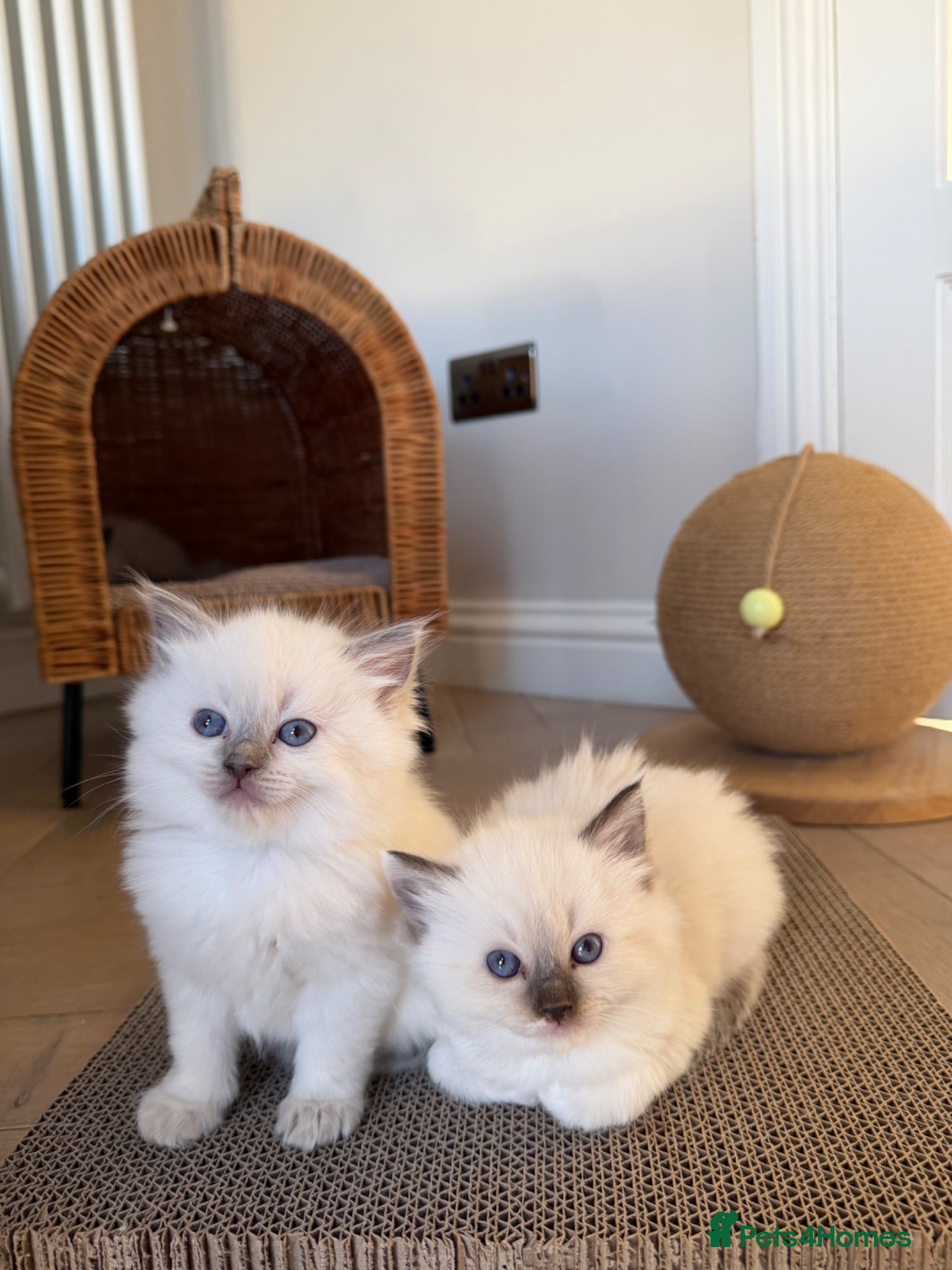 Ragdoll cats 💙💗PURE Ragdoll kittens 💗💙 - Advert 4