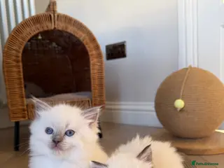 Ragdoll cats 💙💗PURE Ragdoll kittens 💗💙 - Advert 3