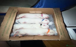 Samoyed dogs for sale: Beautiful Pure Breed Samoyed Puppies - Image 13