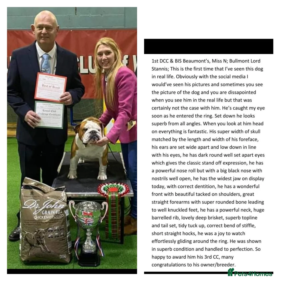 English Bulldog dogs for stud: UK CHAMPION 🏆 health tested.  in Bradford - Advert 10