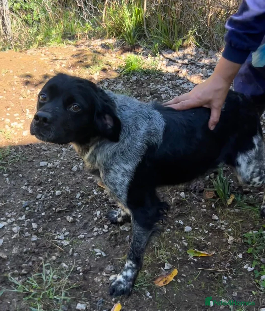 Brittany Spaniel dogs for adoption: Barbadun - 6 year old Brittany  in Ashford - Advert 11