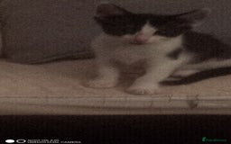 British Shorthair cats for sale: Adorable Black and white kittens - Image 12