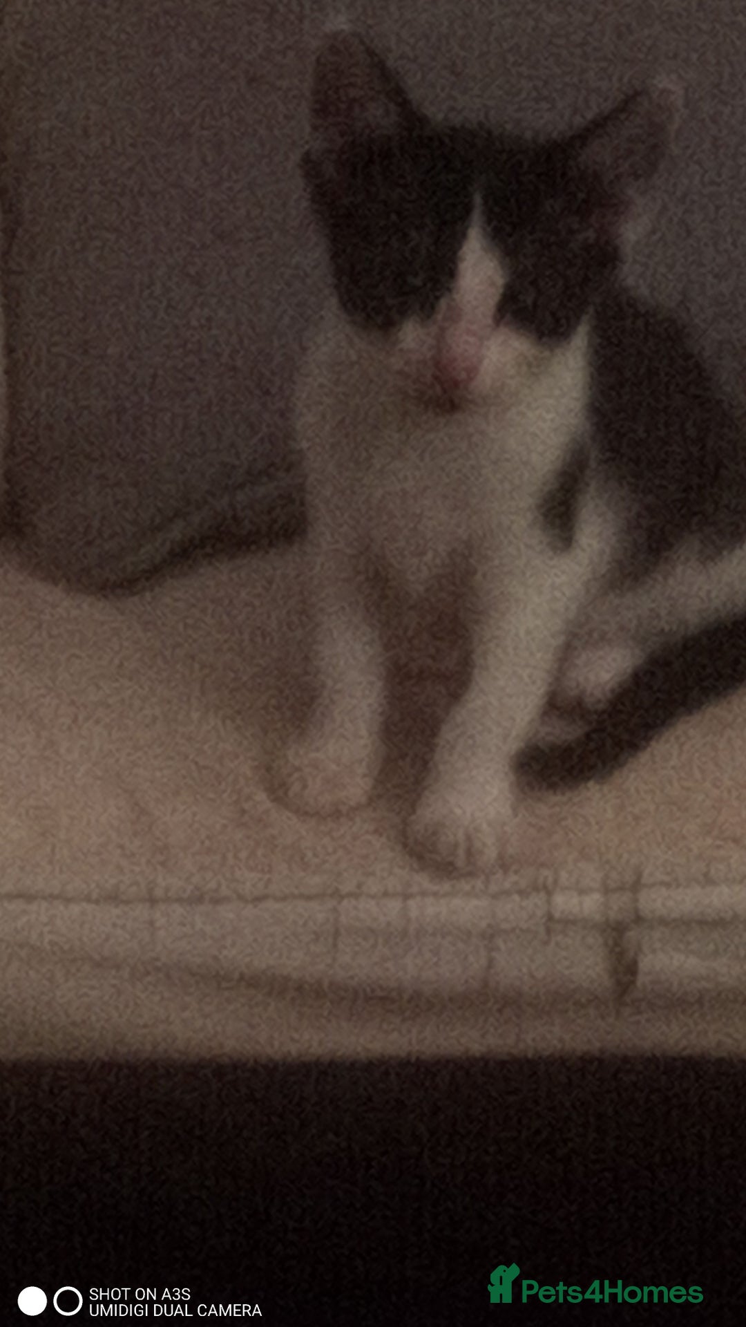 British Shorthair cats for sale: Adorable Black and white kittens - Image 12