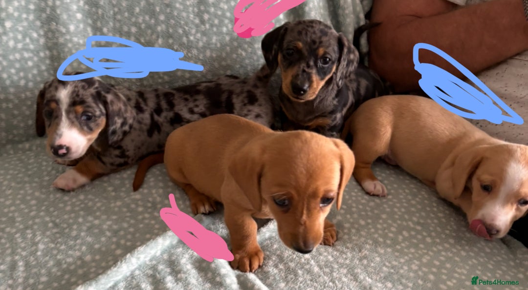 Miniature Dachshund dogs for sale: 5 beautiful miniature dachshunds for sale - Image 16