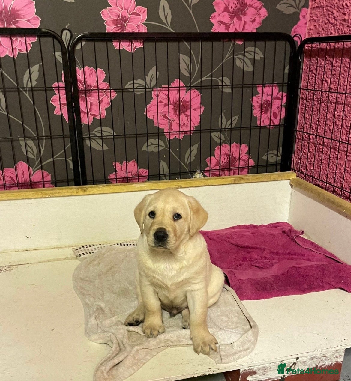 Labrador Retriever dogs KC Registered Royal Bloodline Puppies - Advert 8