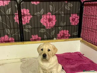 Labrador Retriever dogs KC Registered Royal Bloodline Puppies - Advert 8