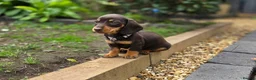Miniature Dachshund dogs for sale: 2 Gorgeous Miniature dachshund females  - Advert 8