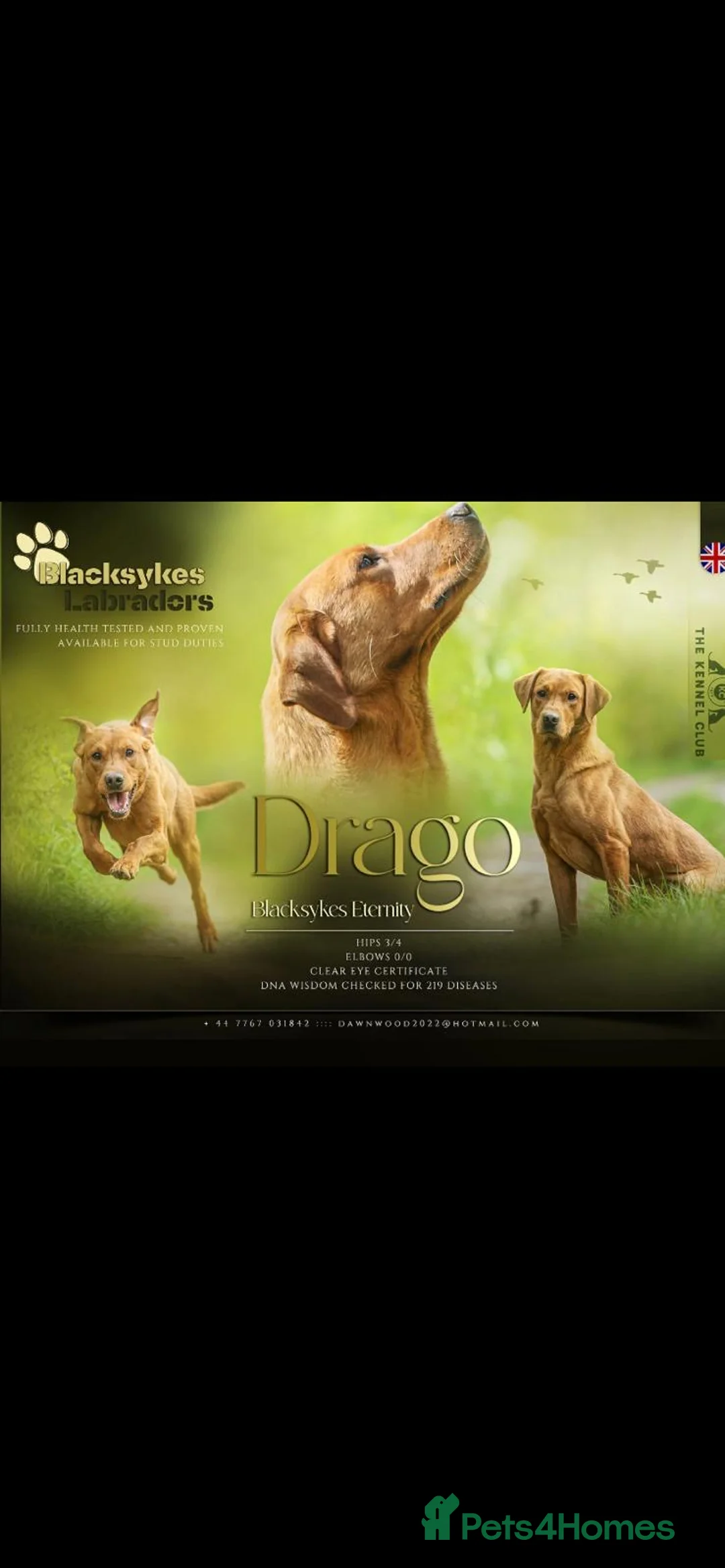 Labrador Retriever dogs for sale: Black Labrador Pups, KC Registered, 2 F, 1 M.  - Advert 2