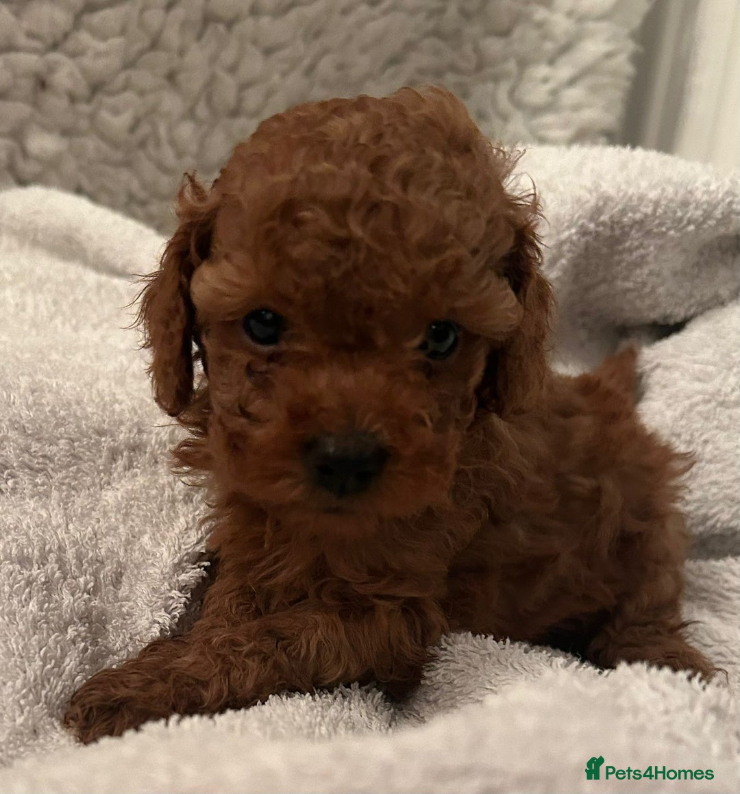 Toy Poodle dogs for sale: Stunning Fox Red Toy Poodles - Image 26