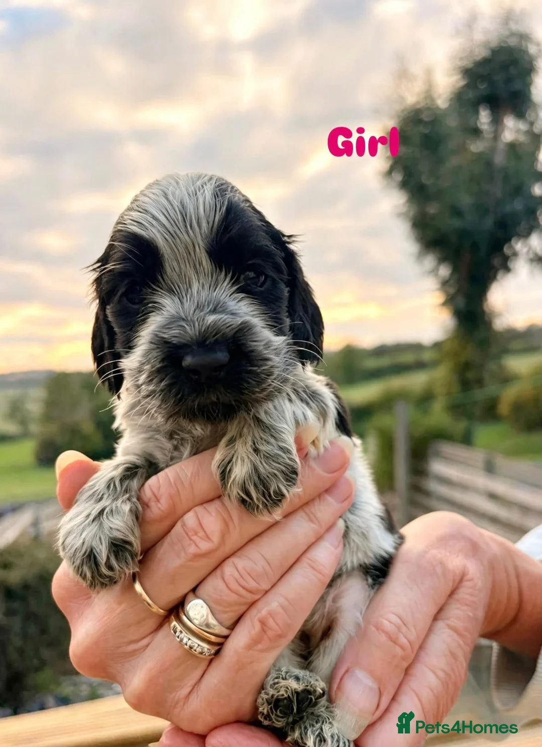 Cocker Spaniel dogs for sale: ❤️❤️Show cocker spaniel ❤️❤️ - Advert 6