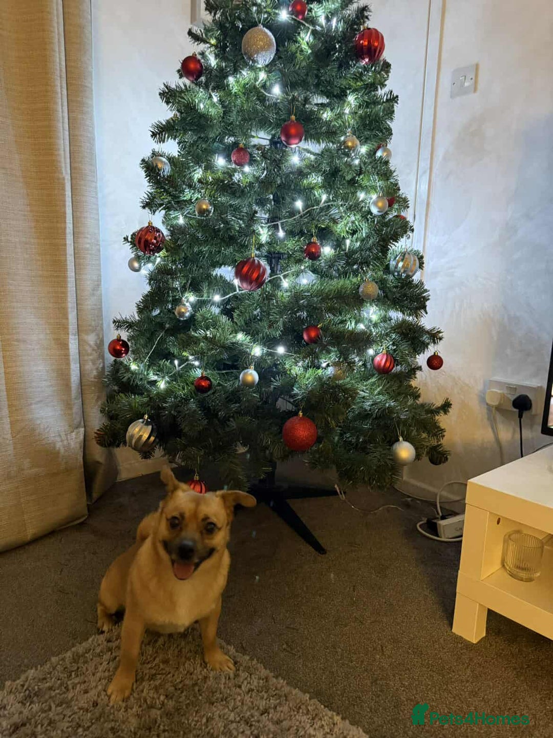 Mixed Breed dogs for adoption: TED   - Advert 1