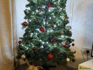 Mixed Breed dogs TED - Advert 1