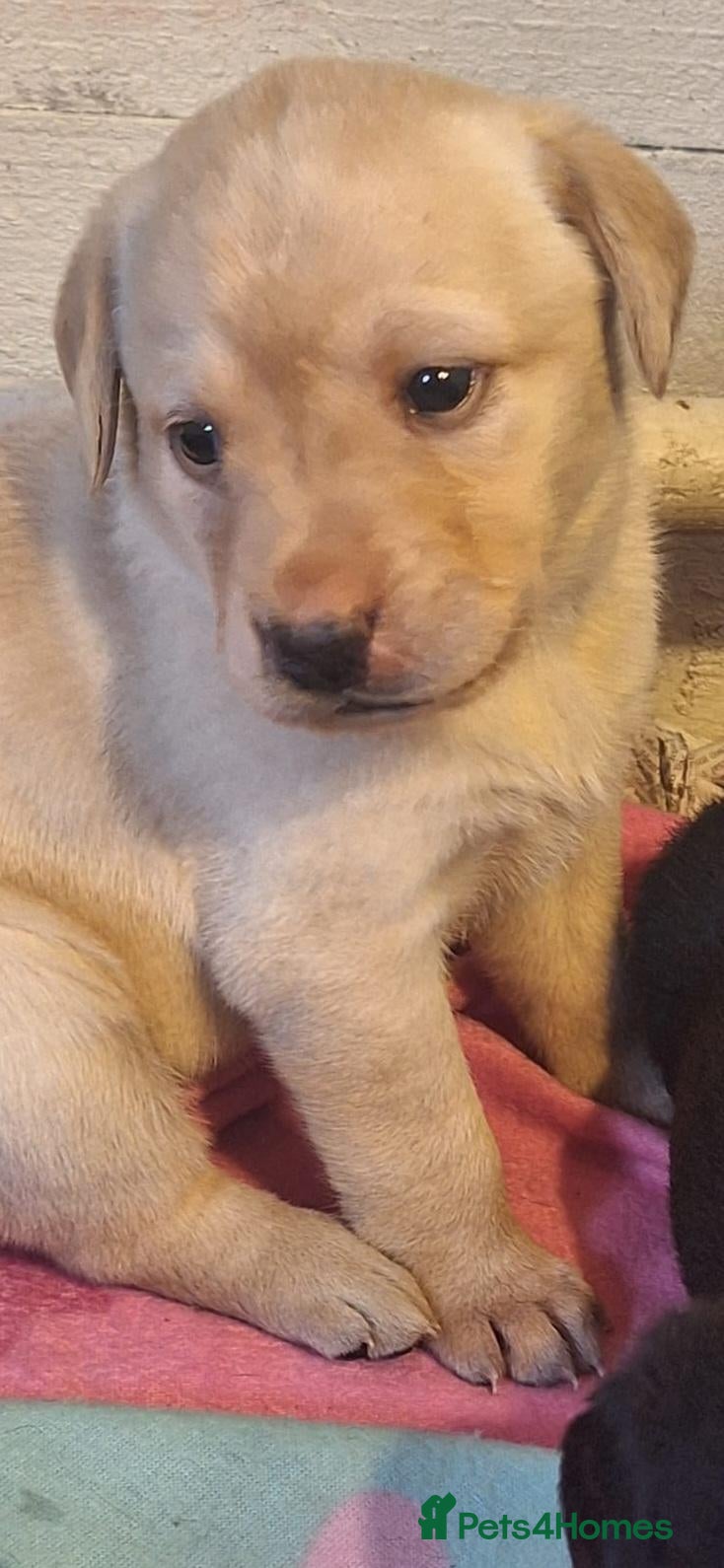 Labrador Retriever dogs Labrador Pups from Championship Lines - Advert 7