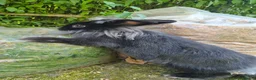 Lionhead rabbits for sale: Young lionhead doe for sale £50 in Manchester - Advert 4
