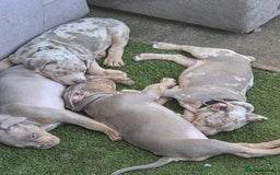 American Bully dogs for sale: American pocket bullys - Image 1