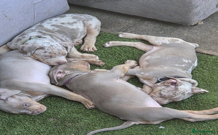 American Bully dogs - Advert 2