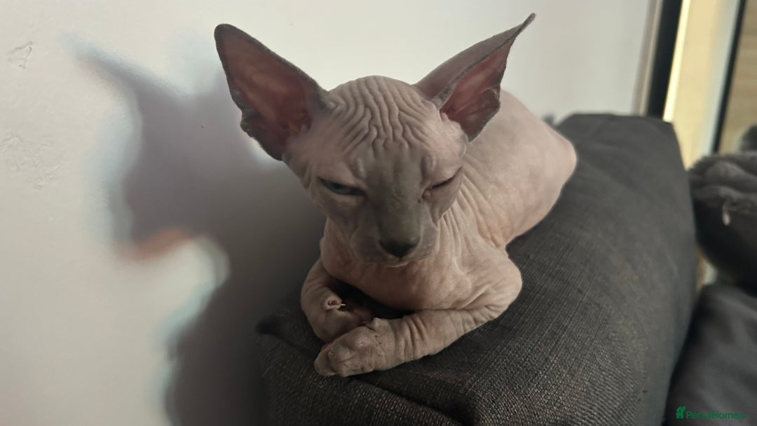 Sphynx cats for sale: Adorable Canadian sphinx - Image 2